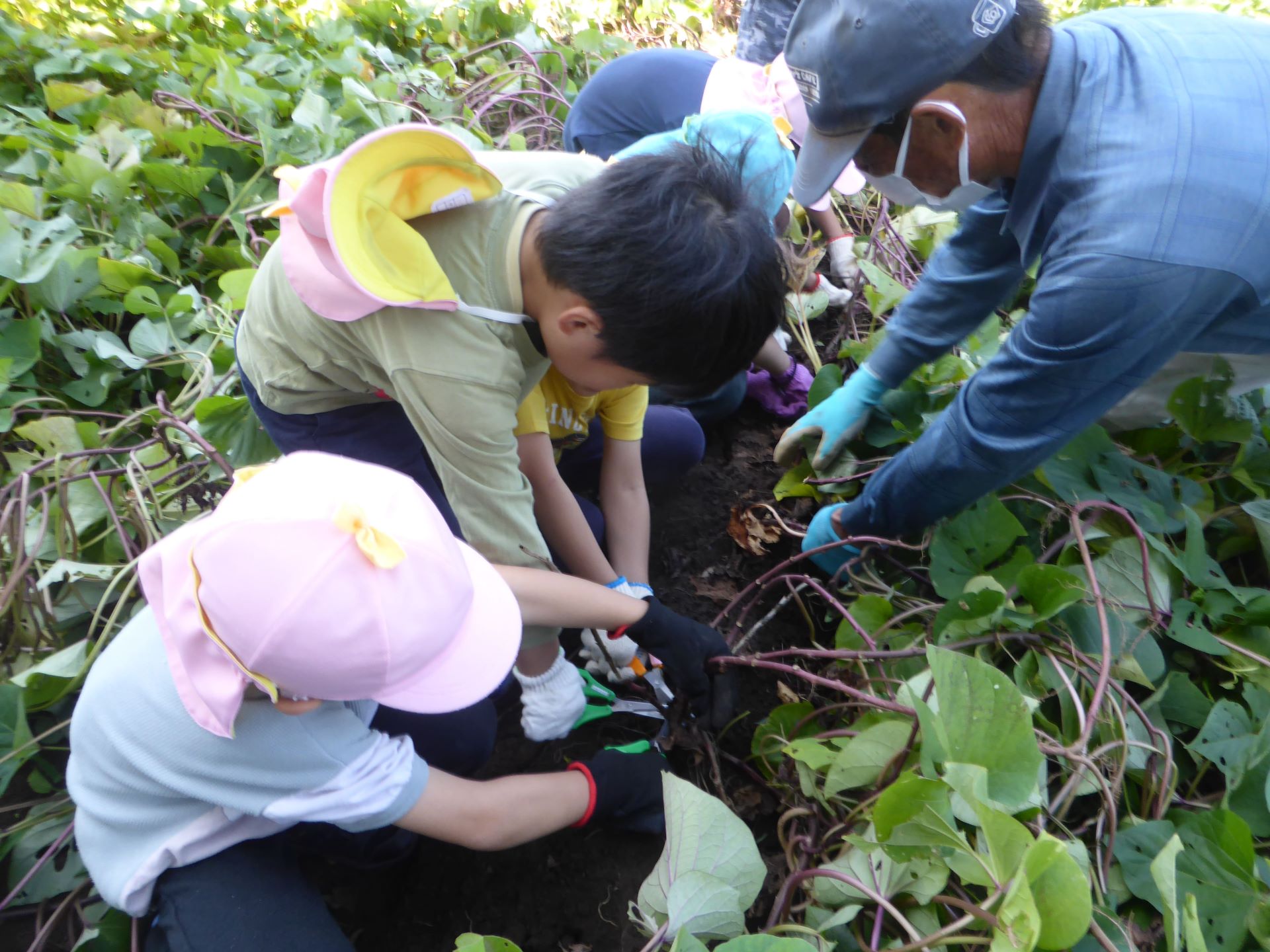 さつまいも掘りの画像3枚目