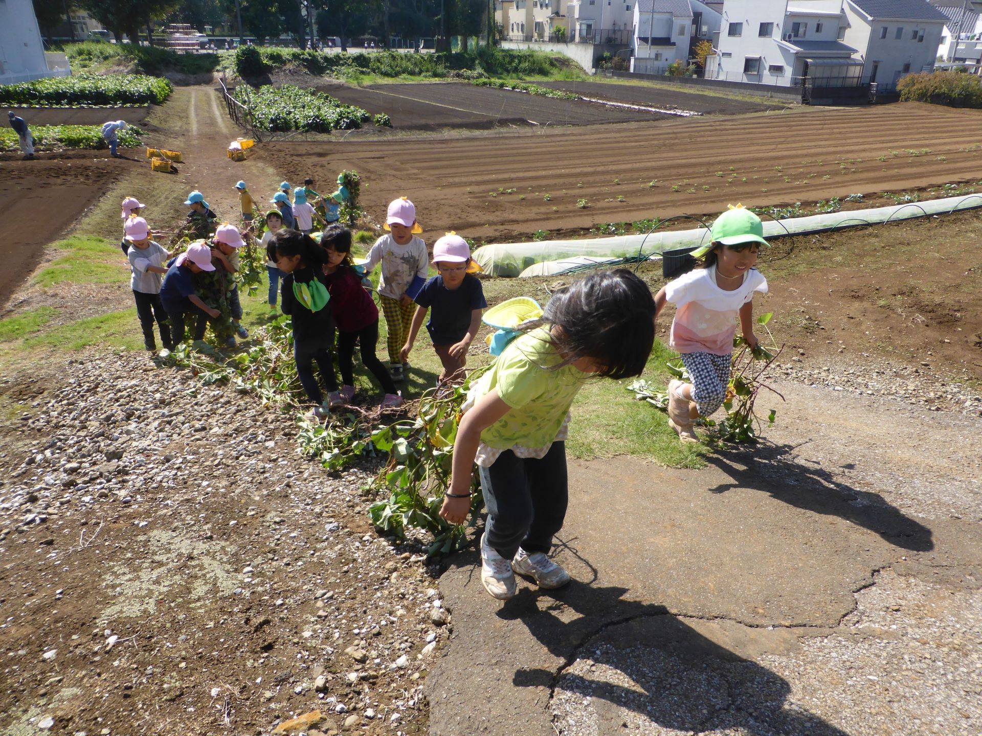 さつまいも掘りの画像4枚目
